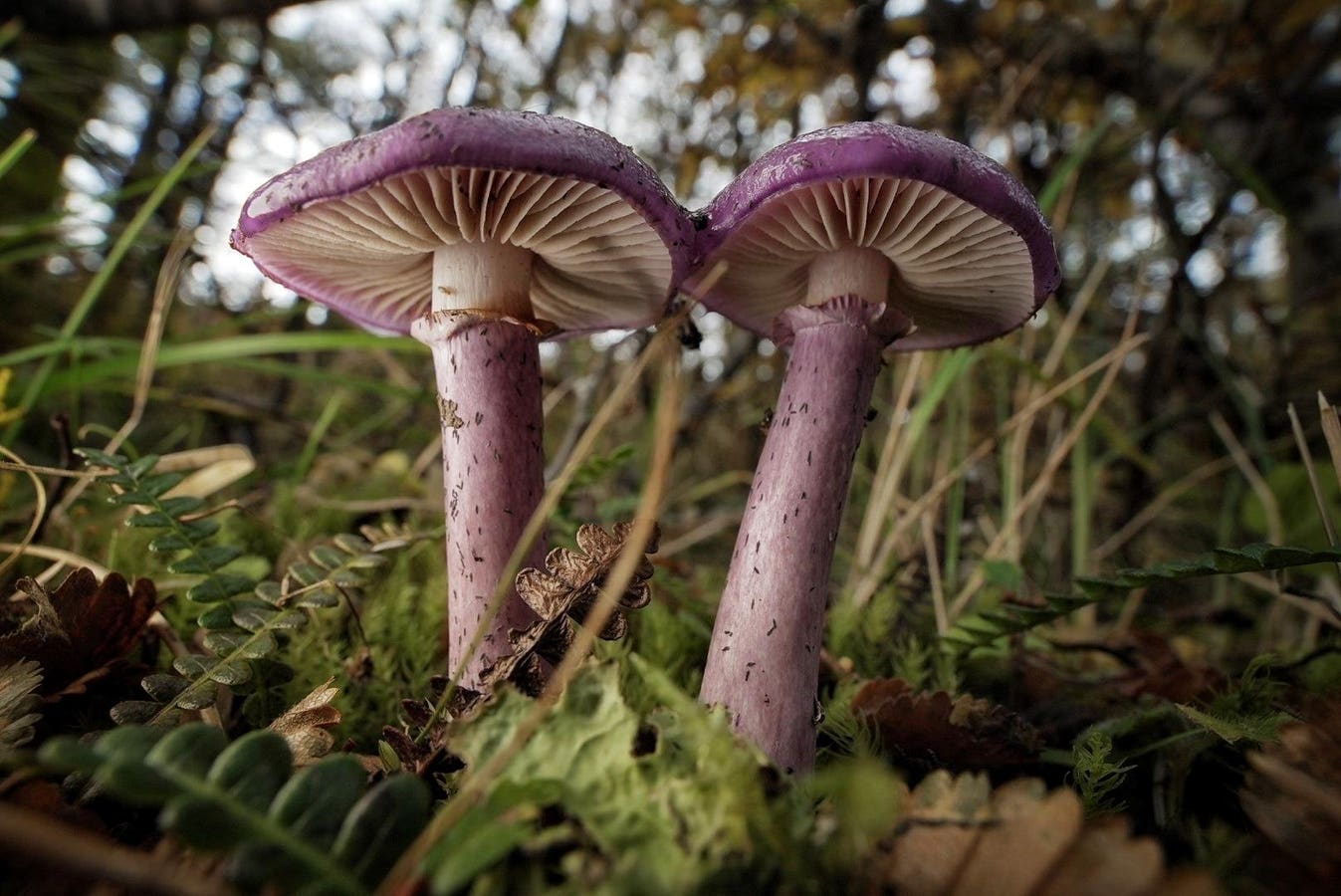 Why Fungi Could Get The Status Of ‘Kingdom’ And Why It Matters