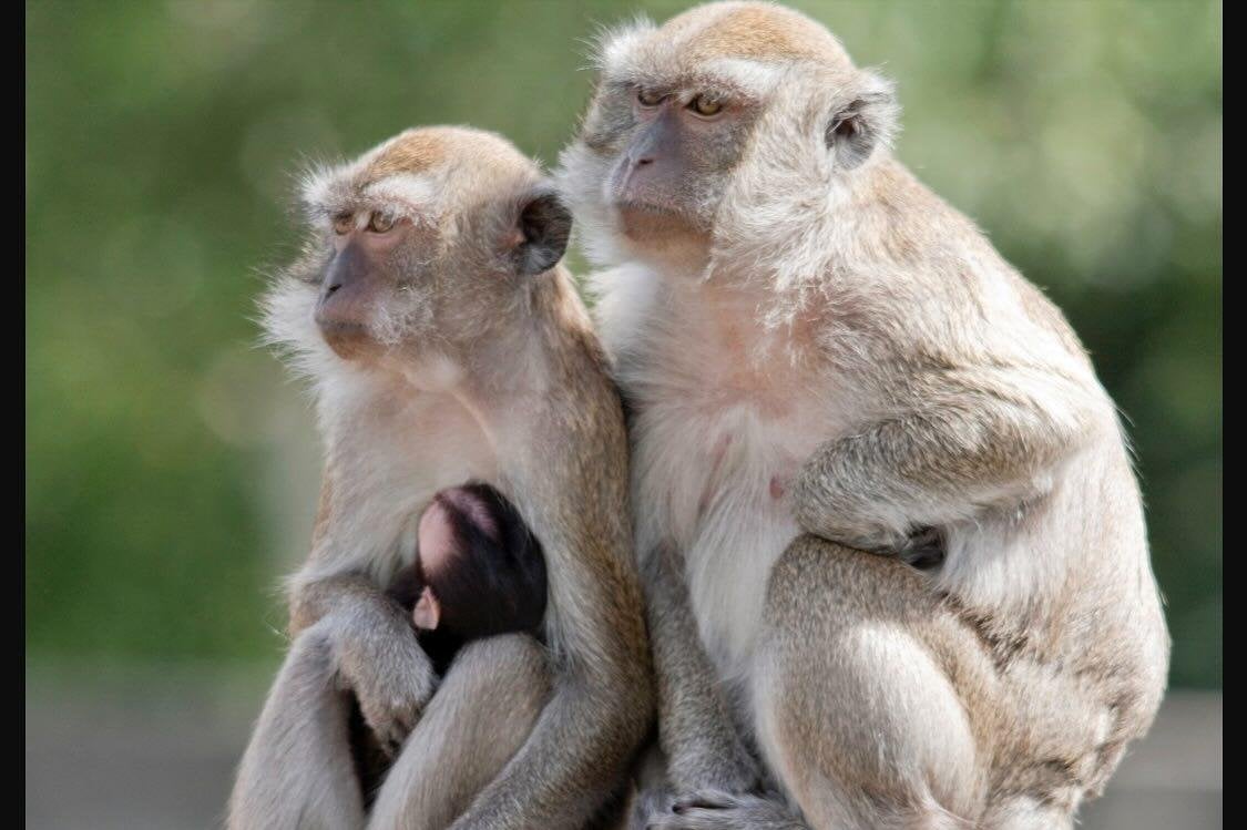 43 monkeys on the loose after escaping South Carolina facility