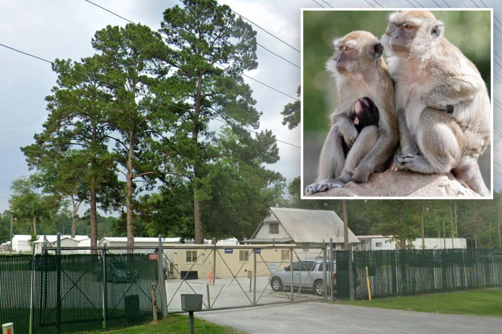 4Monkeys escape Alpha Genesis lab in Yemassee, South Carolina