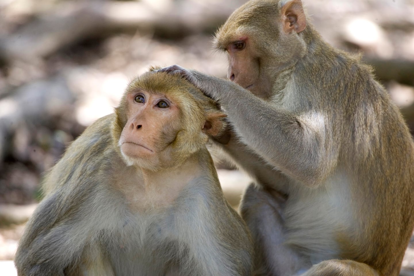 43 monkeys escape from a South Carolina medical lab. Police say there is no serious danger.