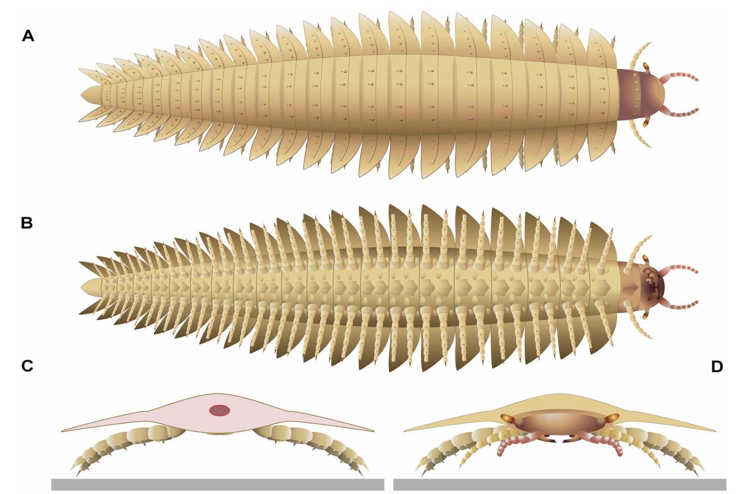 Scientists Reconstruct Terrifying Face of Car-Sized Millipede That Roamed Prehistoric Earth