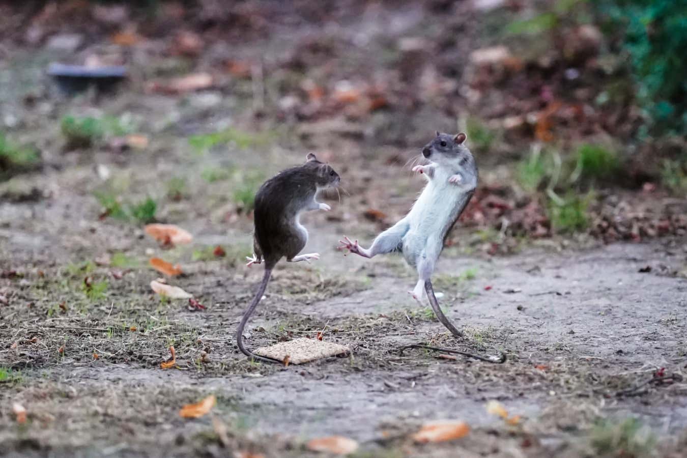 Male mice flee to female mice to de-escalate fights