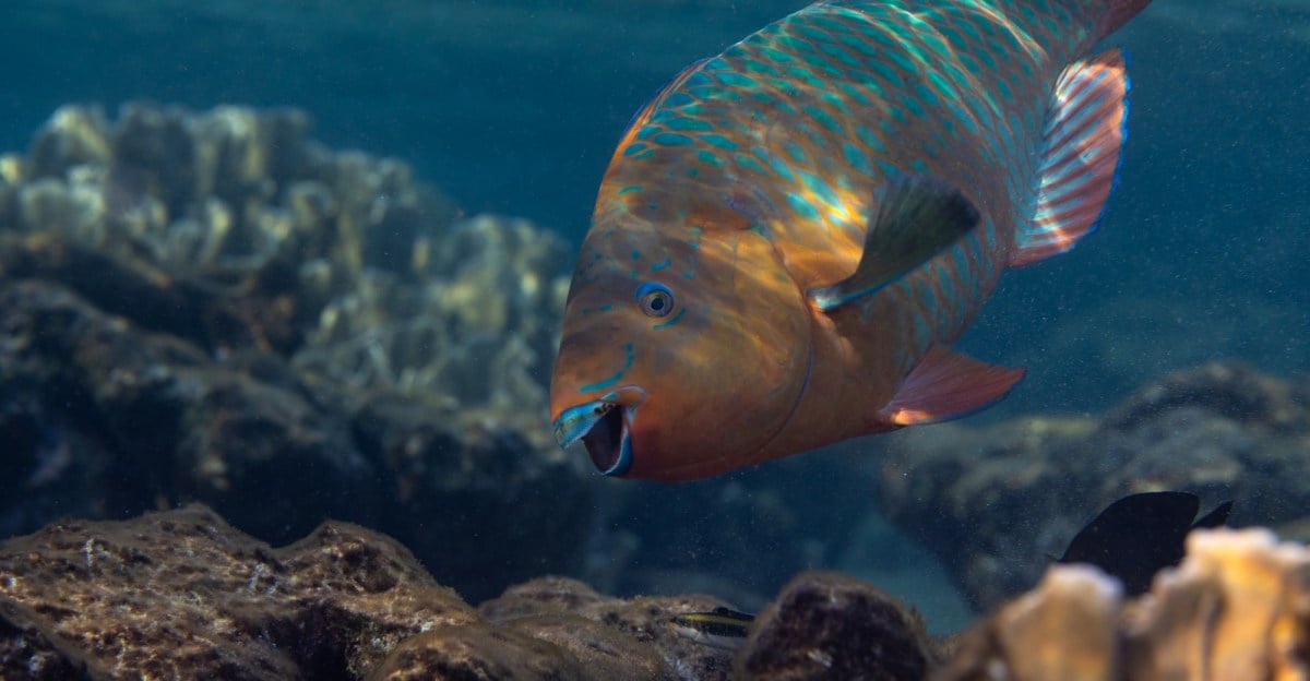 This awkward fish works harder than you