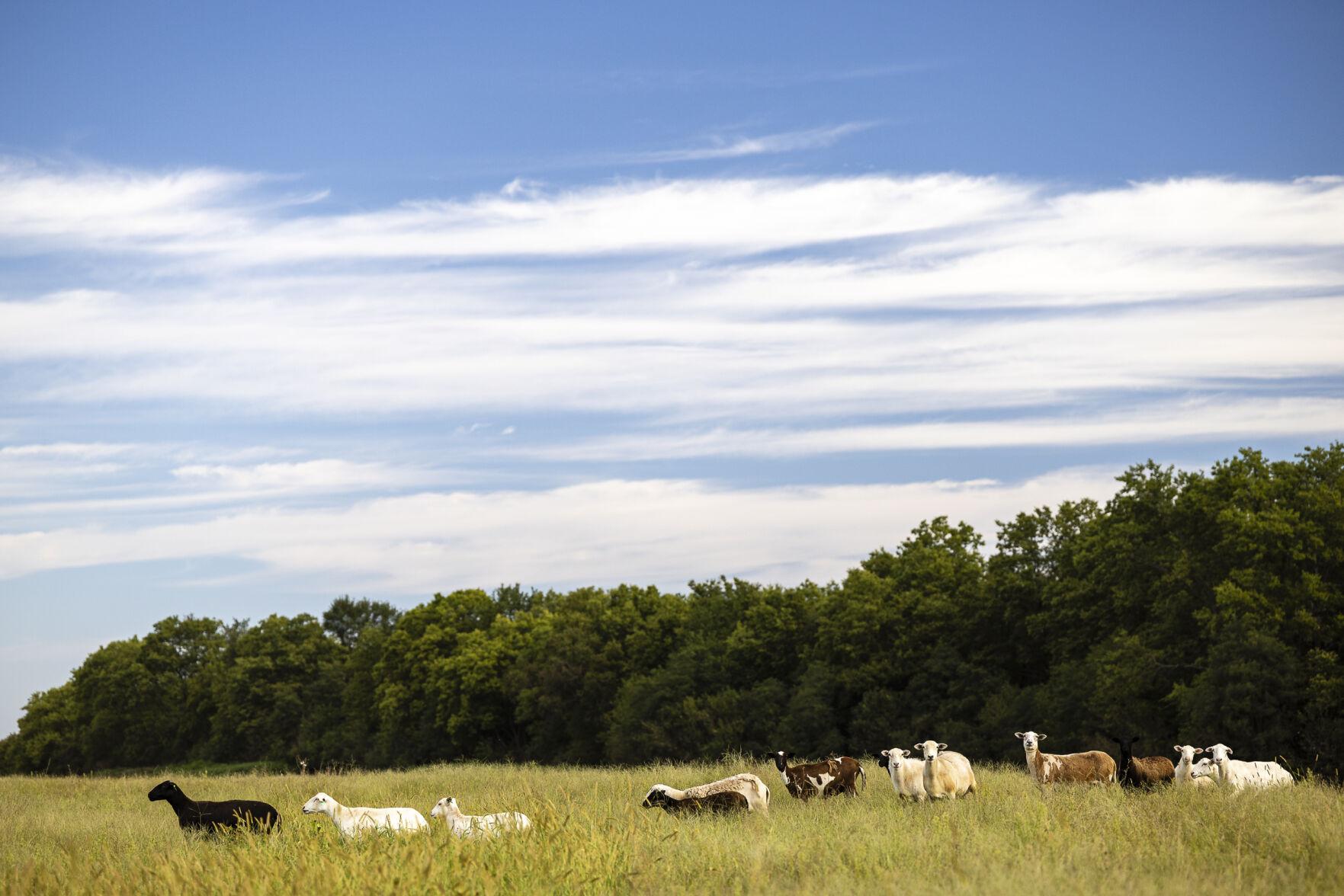 In the US, regenerative farming practices require unlearning past advice