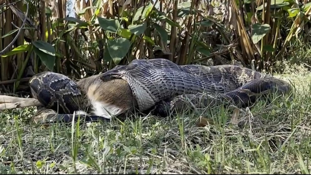 WATCH: Florida’s 'serial killer' python population is swallowing deer, gators