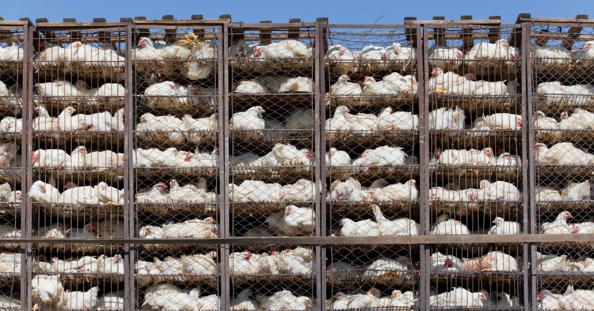 Why Is the U.S. So Behind on Animal Welfare?