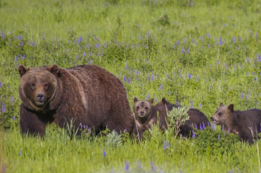 Famed Grand Teton 'Grizzly 399' struck, killed by vehicle