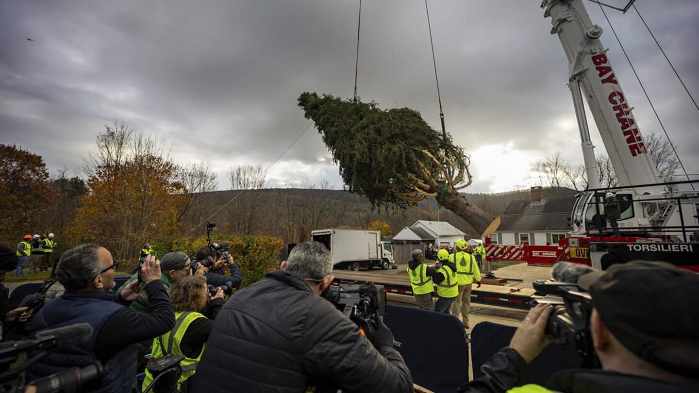 This year's 74-foot Rockefeller Christmas tree is a Norway spruce