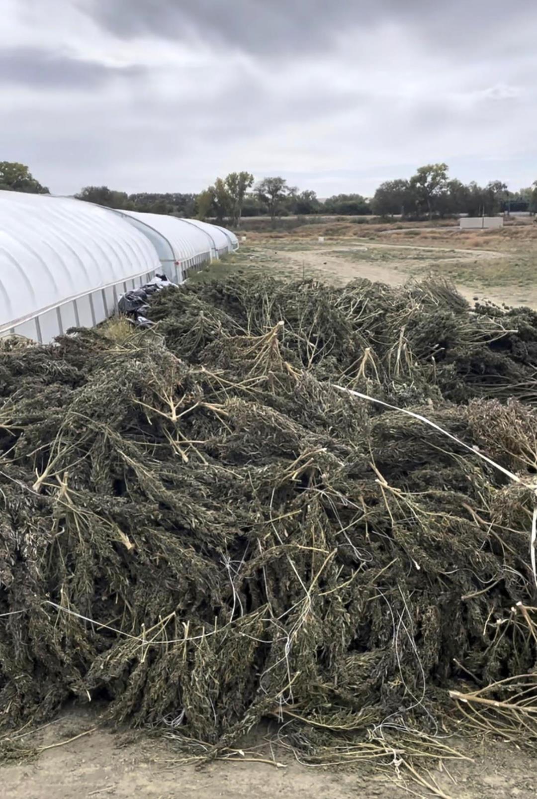 New Mexico, Pot Grower in Showdown Over Destroyed Crop