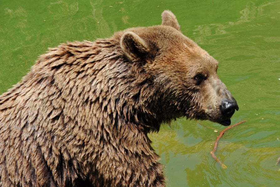 Alaska deer hunter mauled to death by 'at least one bear'