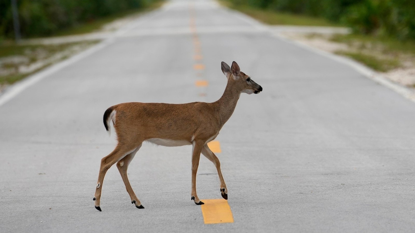 Florida’s iconic Key deer face an uncertain future as seas rise