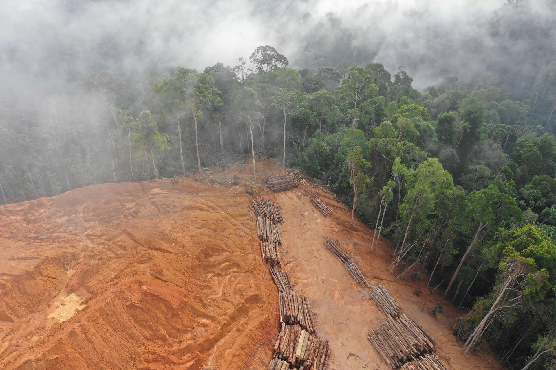 Imaginez le Sri Lanka rasé de la carte : c’est ce qui s’est passé en 2023 pour les forêts dans le monde !