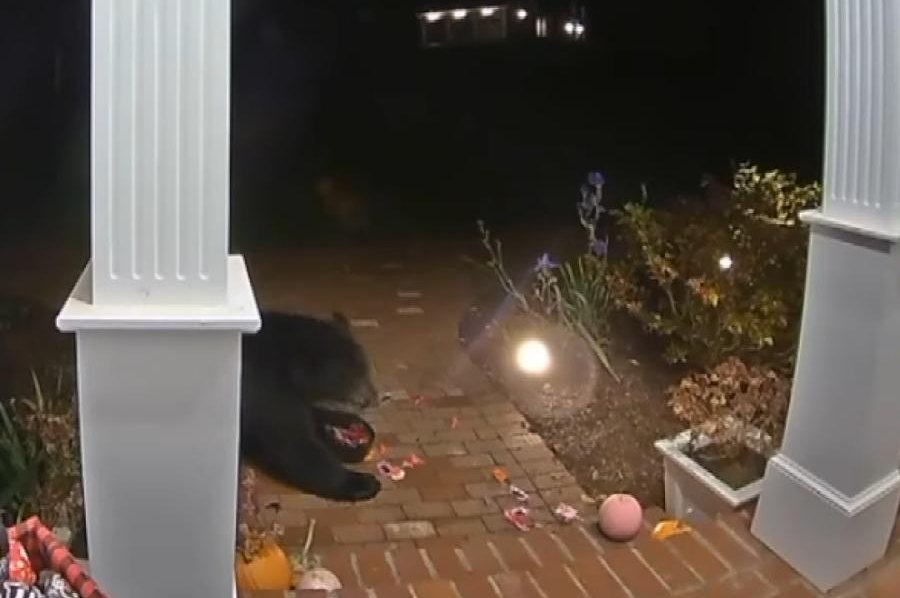 Bear steals candy, pumpkin from Connecticut porch