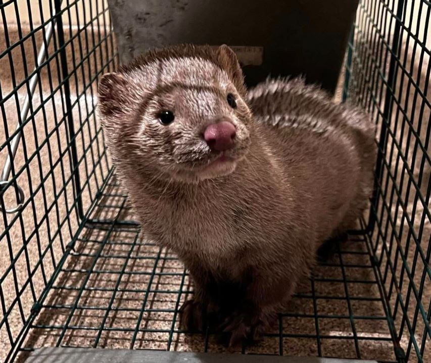 Two arrested after allegedly releasing hundreds of mink