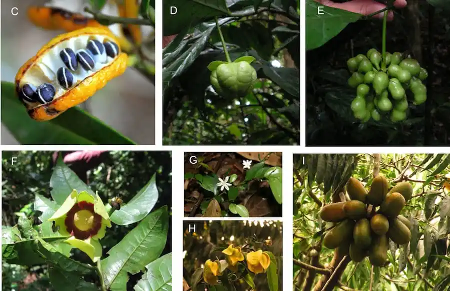 Pesquisadores mapeiam dispersão e evolução de planta ancestral