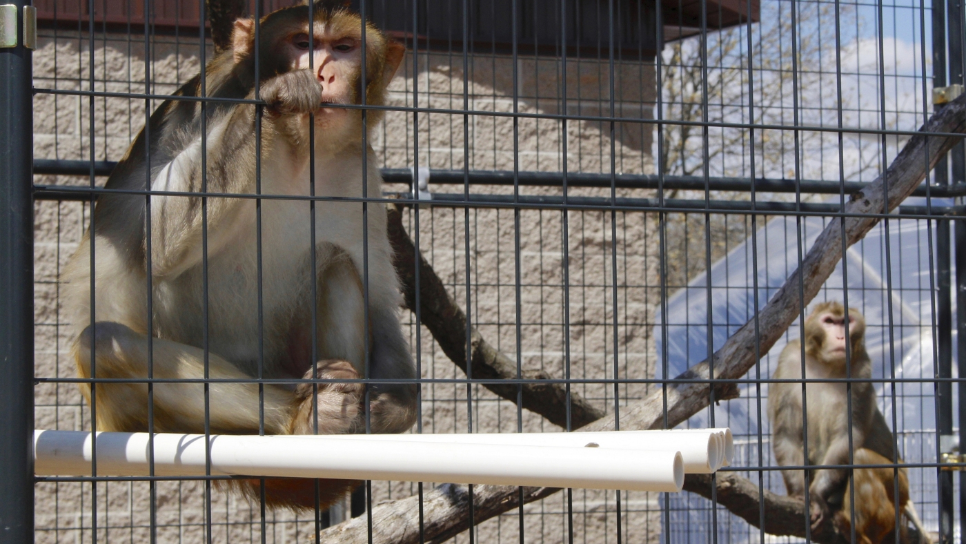 Dozens of monkeys escape from South Carolina research facility