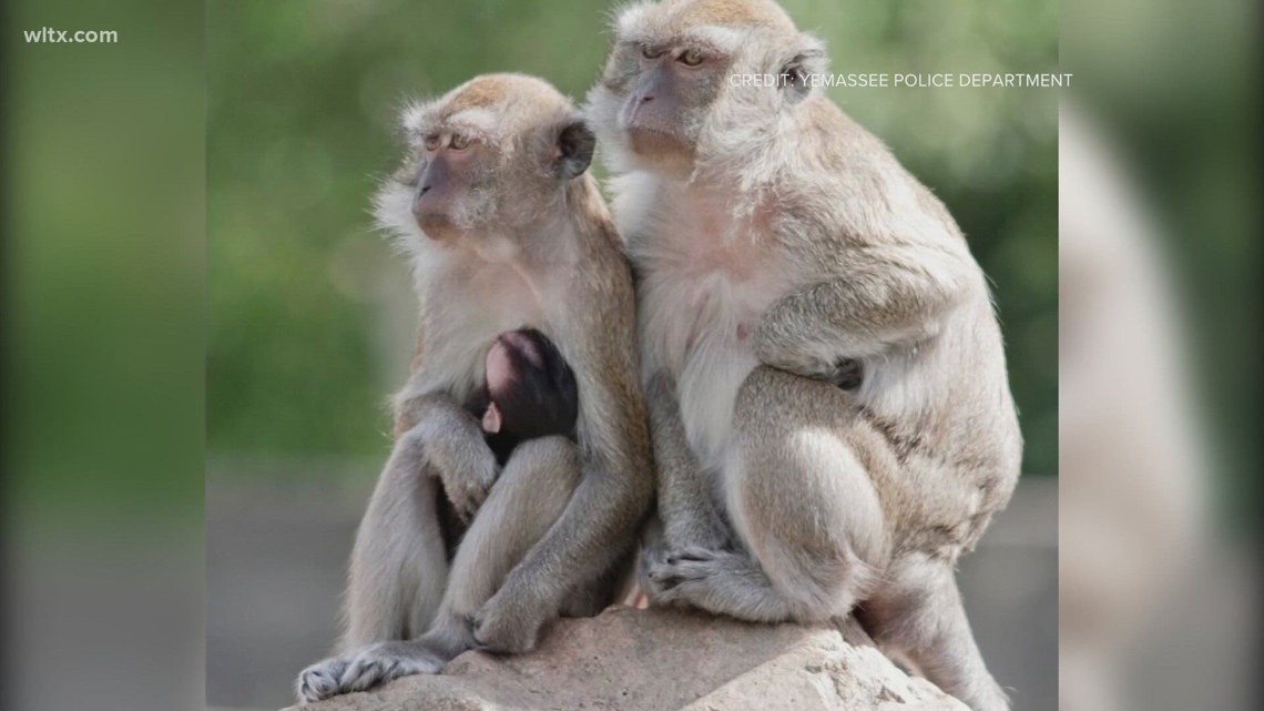 43 monkeys escape from a South Carolina medical lab