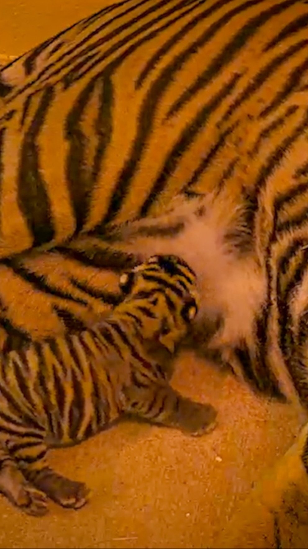 WATCH: Disney’s Animal Kingdom welcomes baby tiger