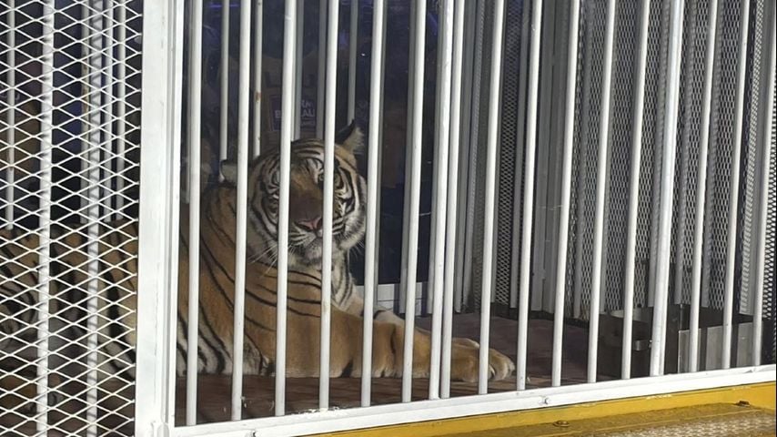 Owner of LSU's tiger substitute details trip to Baton Rouge with WBRZ