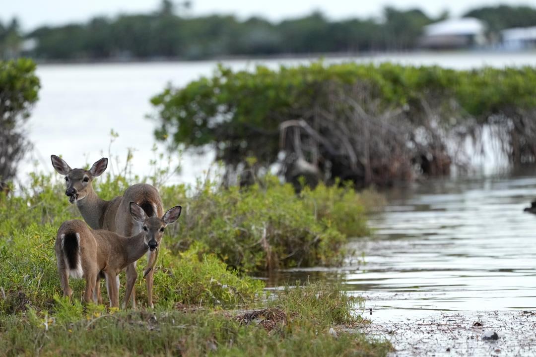 'Gone' in 25 Years: Florida's Key Deer