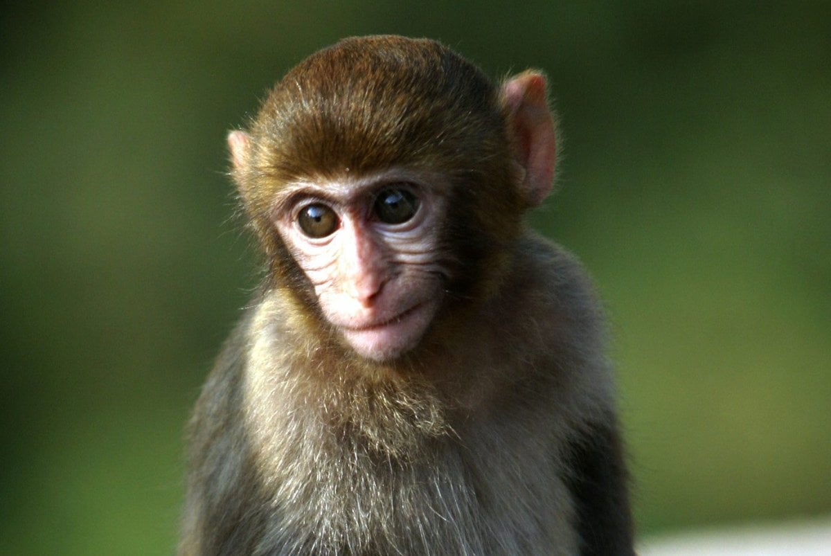 Five additional monkeys from S.C. research lab recovered; 13 remain at large