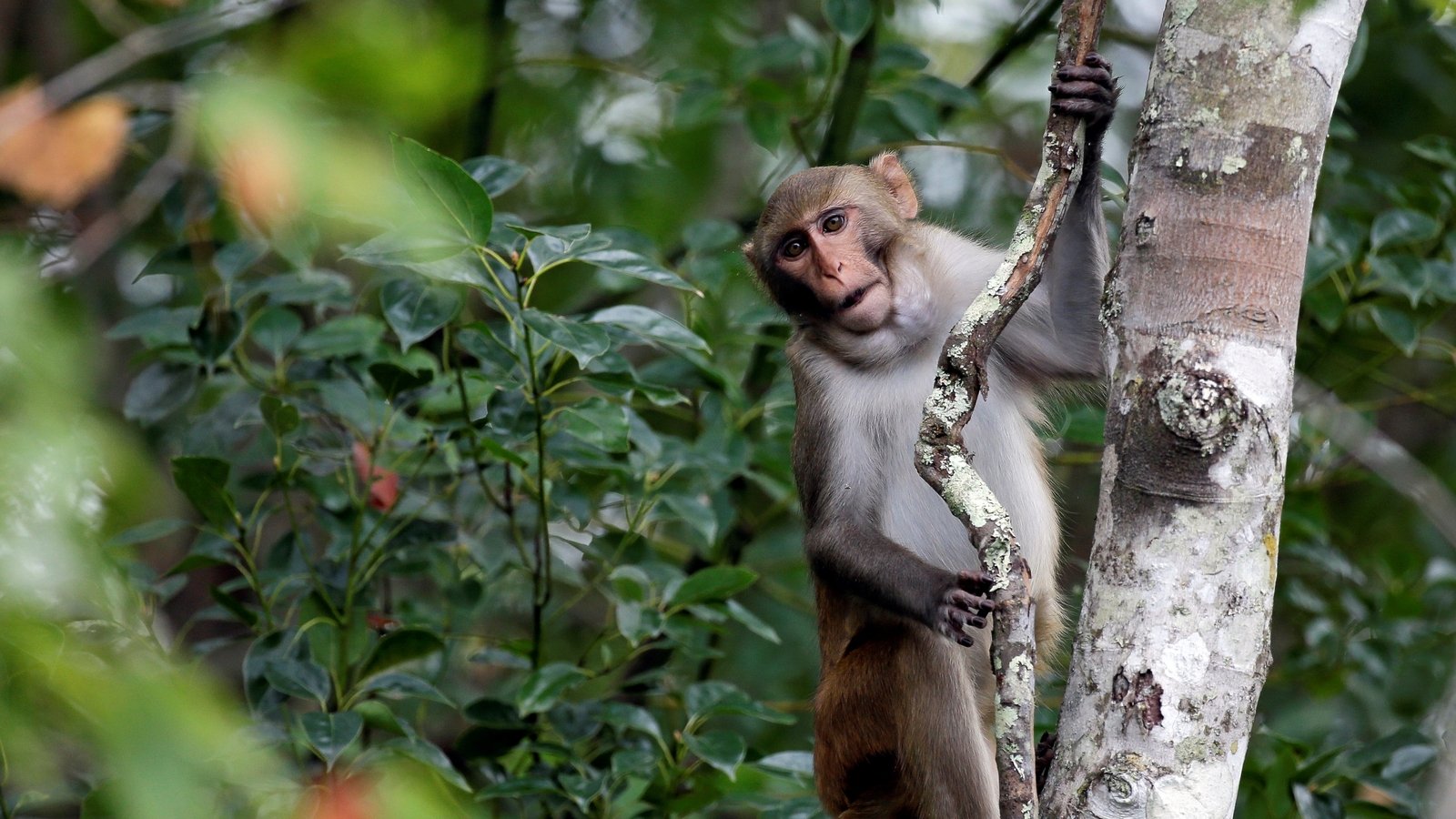 South Carolina lab recaptures 5 more escaped monkeys but 13 are still loose