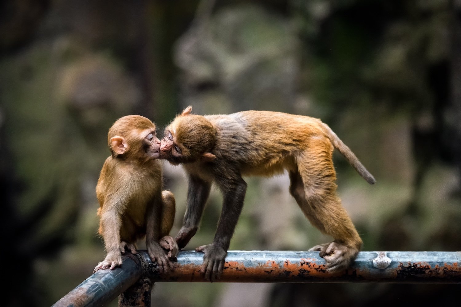 The Saga of South Carolina’s Escaped Lab Monkeys Isn’t Over Yet