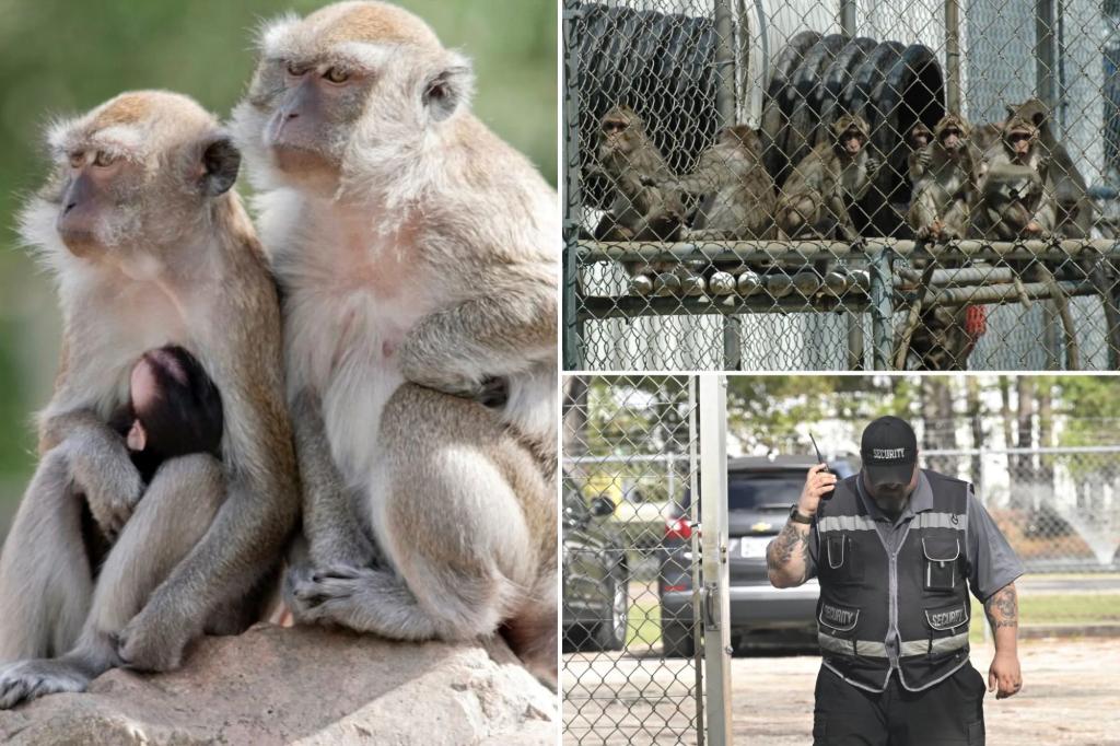 South Carolina lab recaptures 5 more escaped monkeys but 13 are still loose