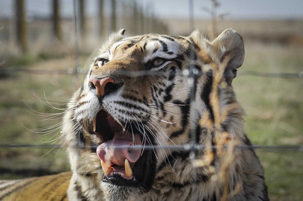 ROAR! Minnesota's Wildcat Sanctuary Expands Footprint