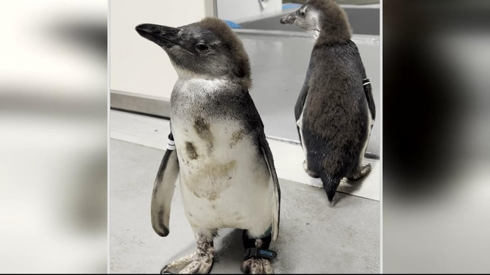 WATCH: Penguin who could barely walk gets life-saving surgery