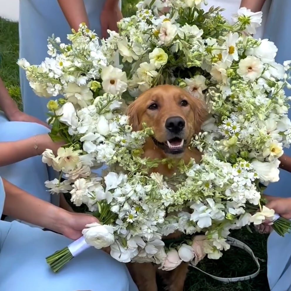 WATCH: Adorable dog wears bouquet as flower girl at wedding