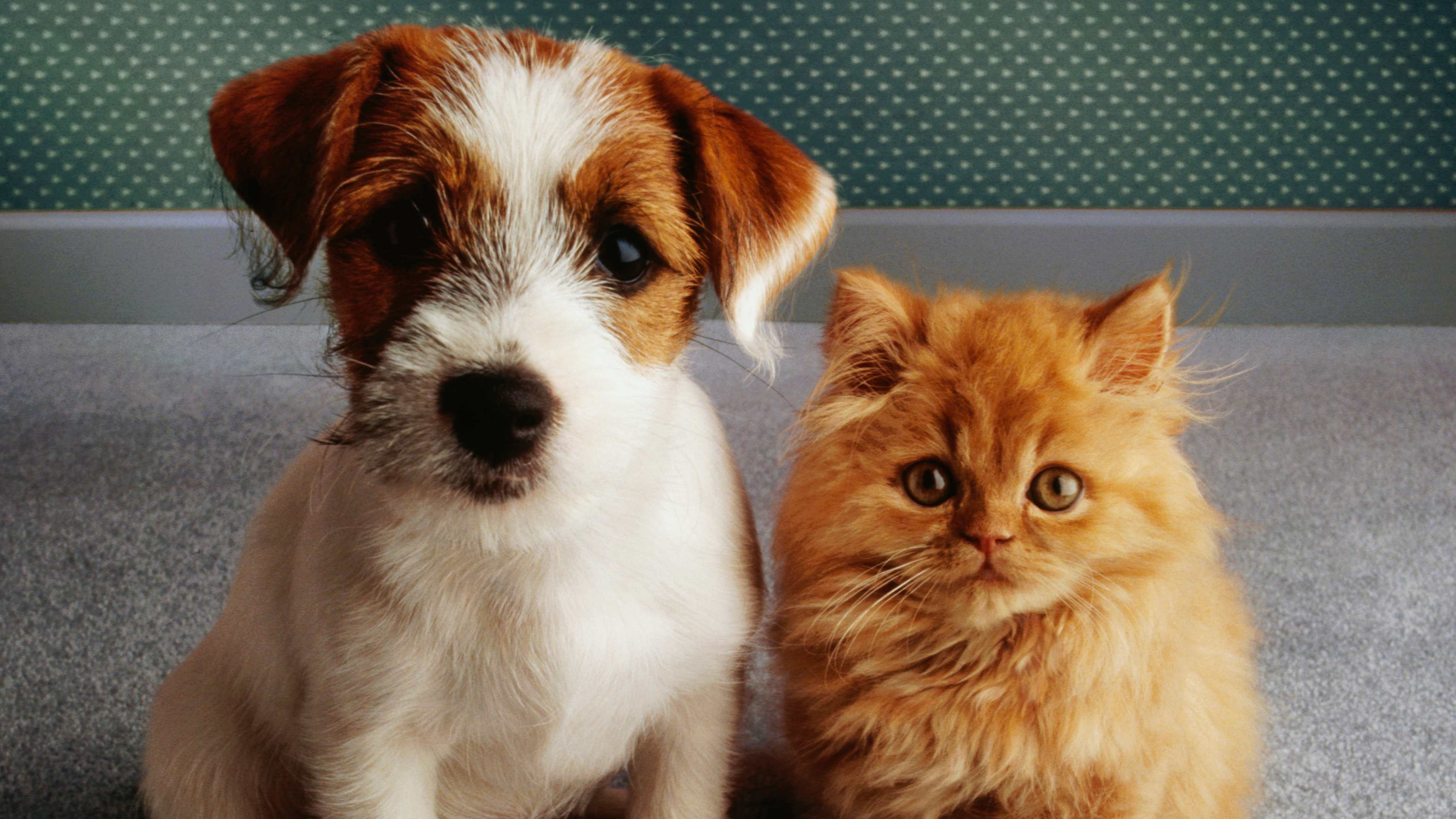 The 10 Most Popular Pet Names of 2024