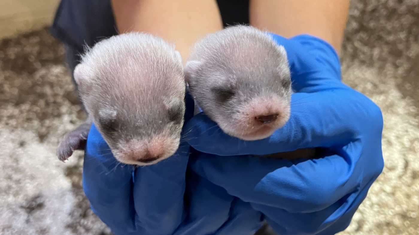 Baby black-footed ferrets first to be born to a cloned mom