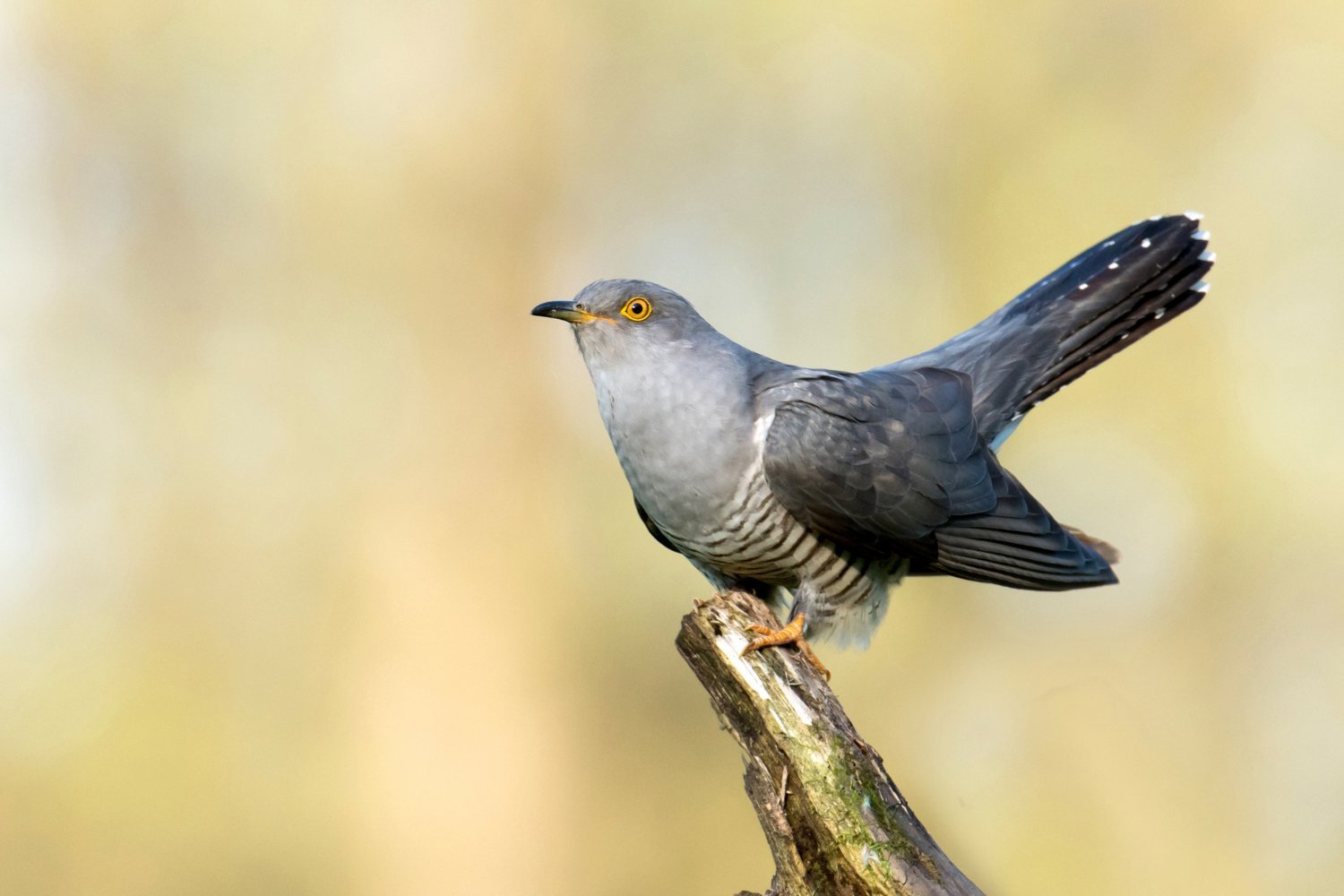 Cuckoldry, Clocks, and Horror: The Wild History of Our Obsession With the Cuckoo Bird