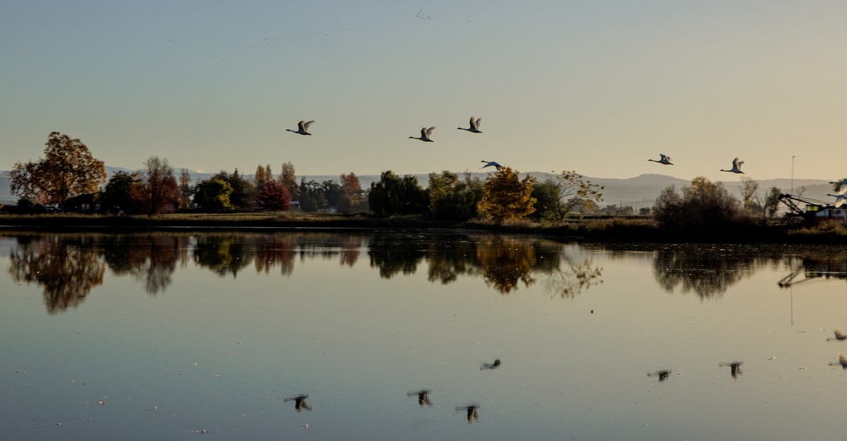 The Farmers Subletting Their Fields to Birds