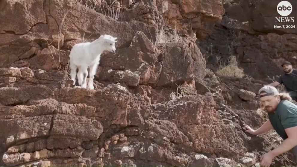 WATCH: Baby goat rescued after being stranded for days on a cliff in Hawaii