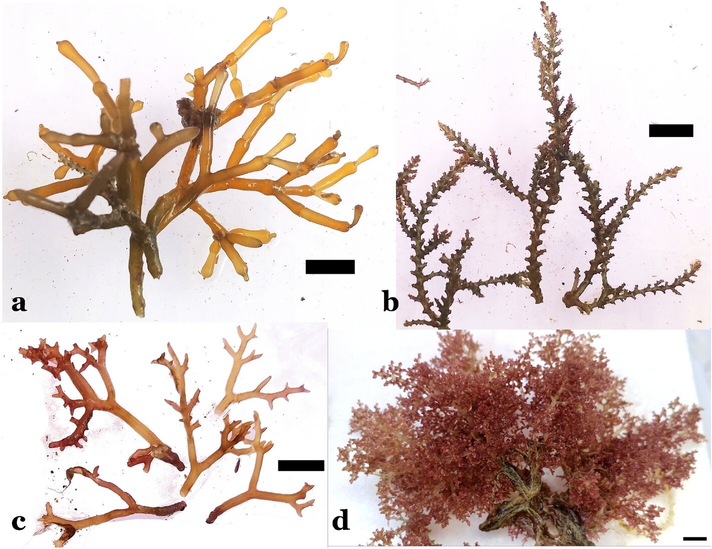 Invasive seaweed may better adapt to changes than native species in Hawaii waters