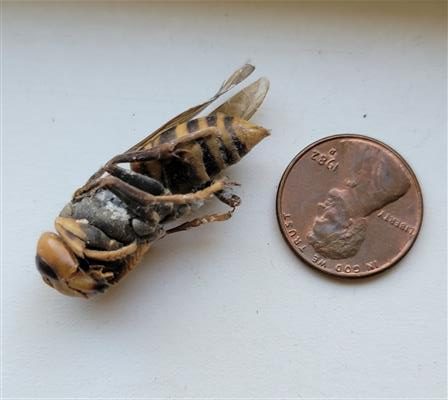 Suspected northern giant hornet found near Gig Harbor