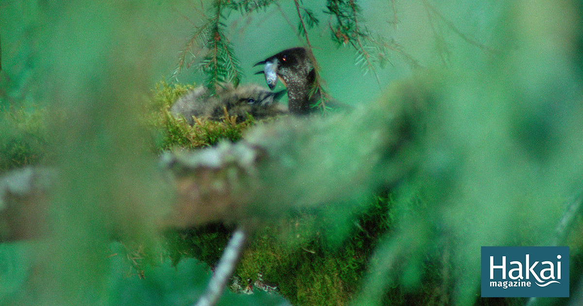 Listening in on the Mysterious Marbled Murrelet