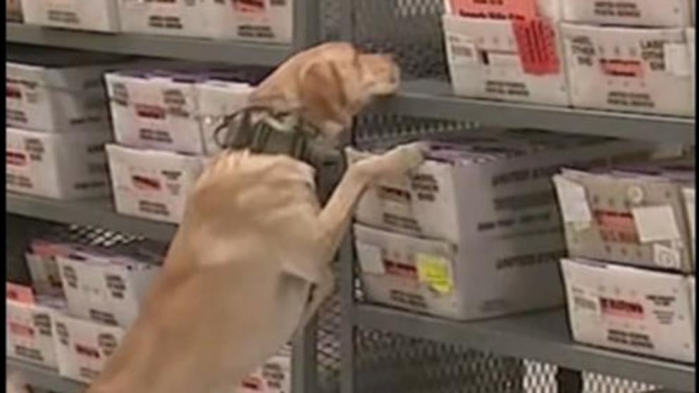 WATCH: Explosive detection dog sniffs for bombs at L.A. county registrar’s office