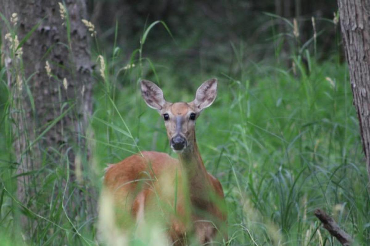 Results From Minnesota's Deer Hunting Opening Weekend