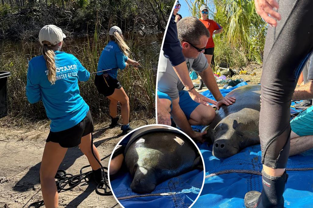 Baby manatee found stranded in Florida pond due to Hurricane Helen