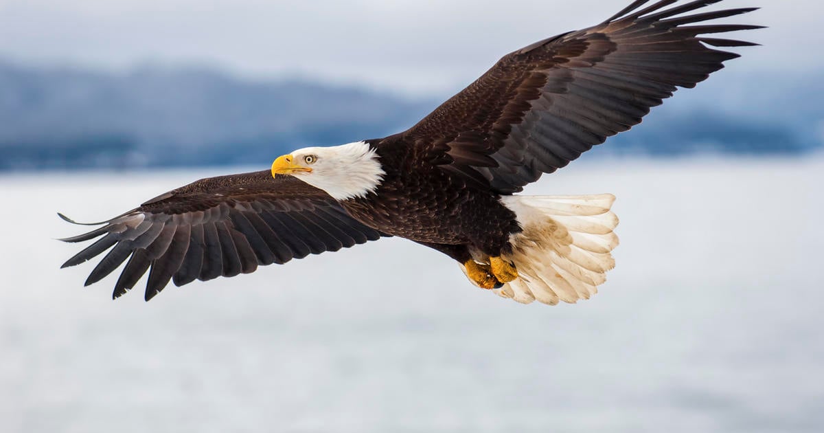 $5,000 reward offered after bald eagle shot and killed in Vermont