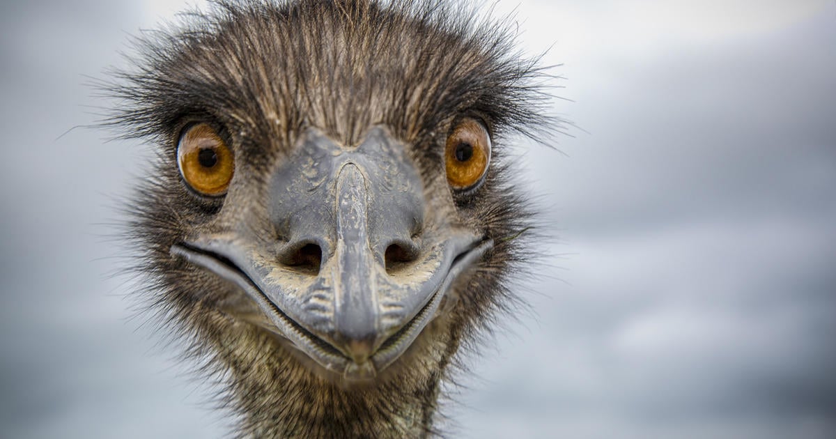 "Feral and not trained" emus Thelma and Louise on the loose in South Carolina as state's monkey search continues