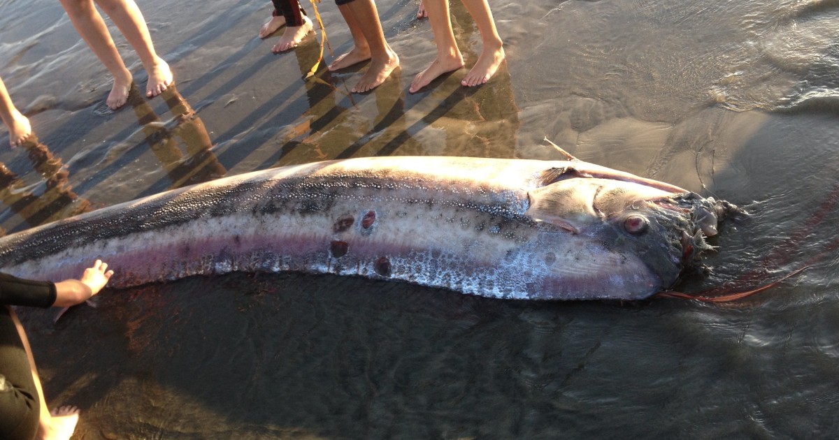 A mythical harbinger of doom washes up on a California beach