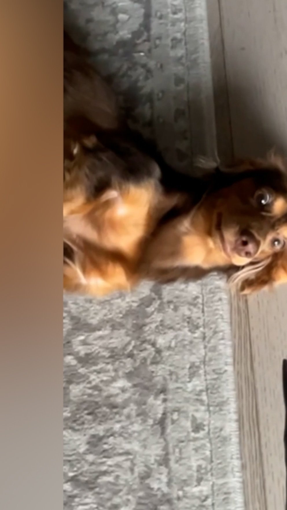 WATCH: 10 points to this dog that learned 'Harry Potter' Avada Kedavra spell as a trick