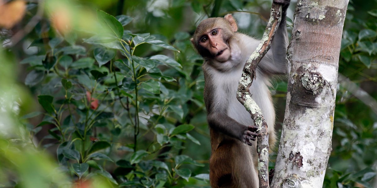 6 monkeys are still on the loose from a South Carolina compound after dozens escaped