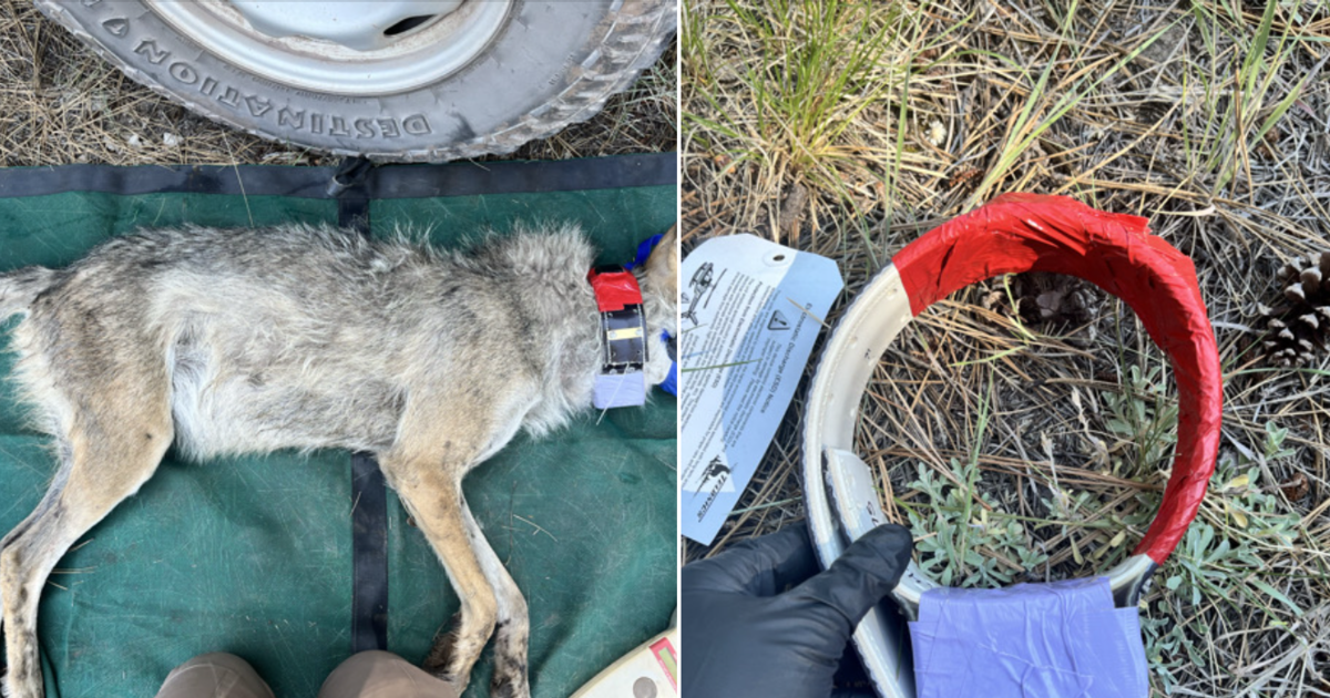 More than $100,000 reward offered after protected Mexican gray wolf found dead in Arizona