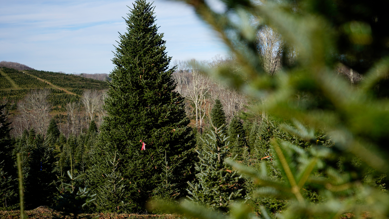 The White House's Christmas tree is a symbol of resilience for hurricane-hit North Carolina farms