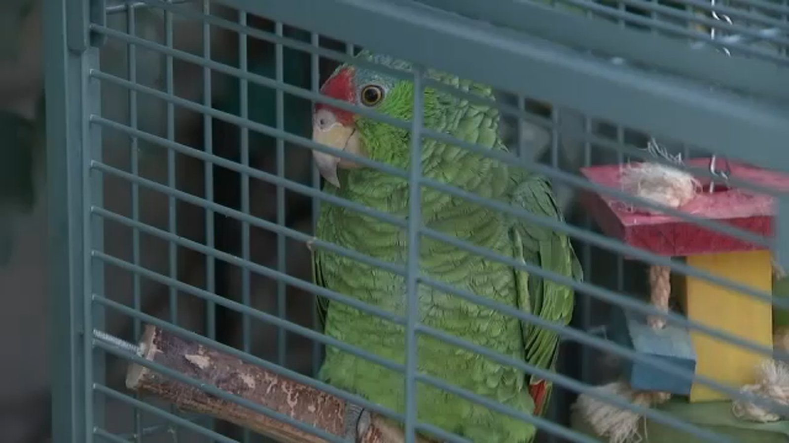 Parrots being shot across the San Gabriel Valley